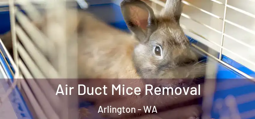  Air Duct Mice Removal Arlington - WA